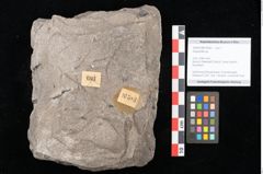 Foto (Objekt + Etikett) von Araucarites sp.  (NHMW-GEO-2024-0188-10583)